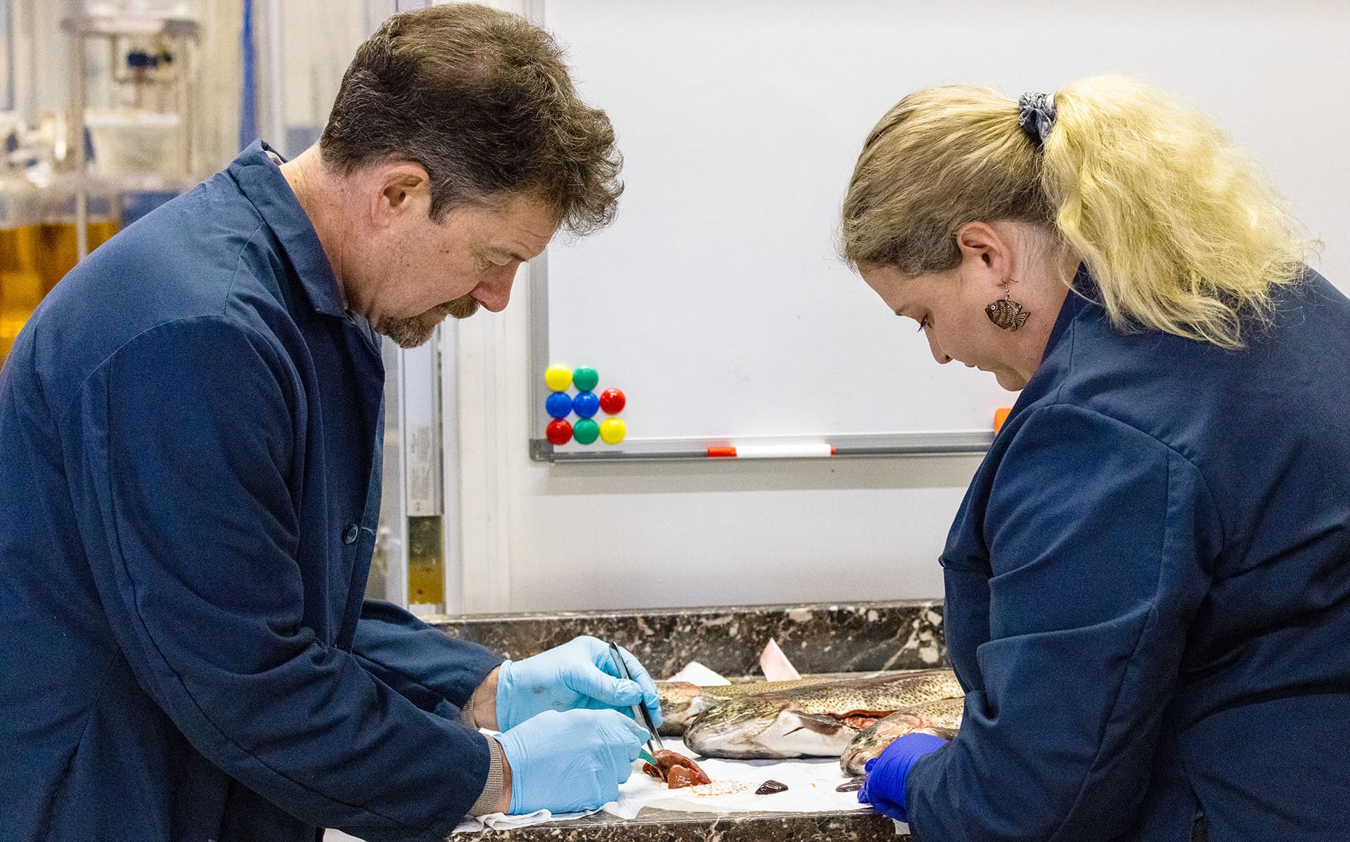 two individuals examining dead fish